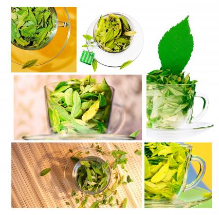 Green leaves in cups