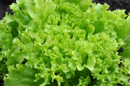 Green lettuce close-up