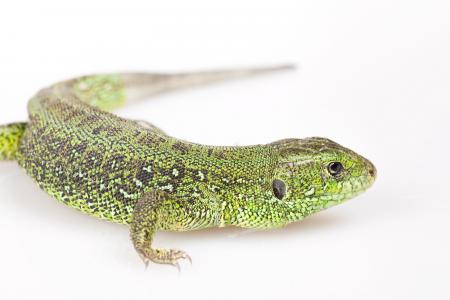 Green Lizard