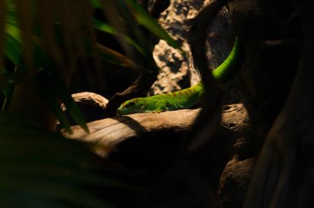 Green Lizard