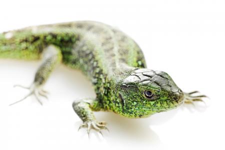 Green Lizard