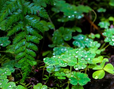 Green momentum