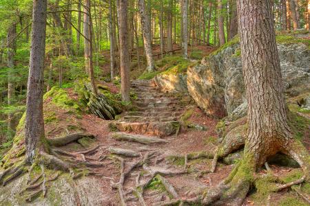 Green Mountain Forest Trail - HDR
