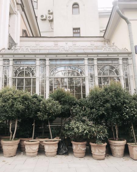 Green Outdoor Plants Near White House
