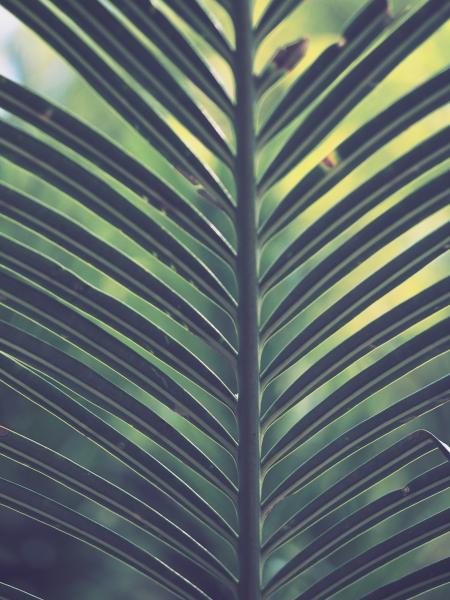 Green Palm Plant