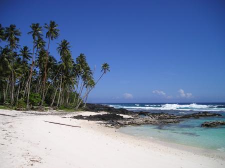 Green Palm Tree Near Beach Under Clear Blue Sky