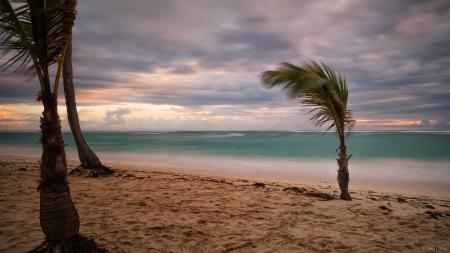 Green Palm Tree Near Body of Water