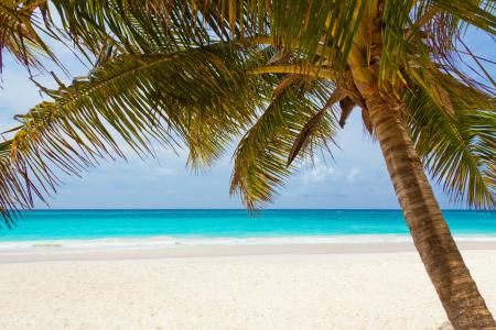 Green Palm Tree on Beach during Daytime