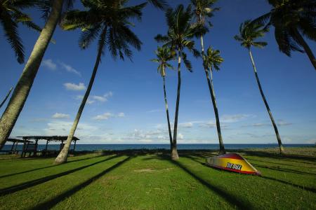 Green Palm Trees during Daytime