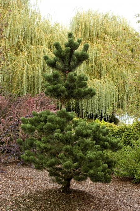 Green Pine Trees