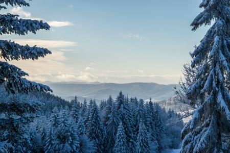 Green Pine Trees