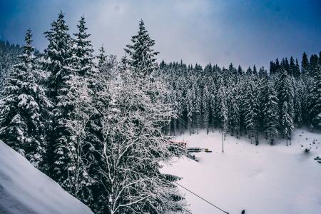 Green Pine Trees Covered With Snow Under Cloudy Blue Sky