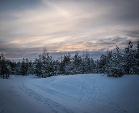 Green Pine Trees Forest Surrounded by Snow Pile