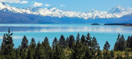 Green Pine Trees Near Body of Water during Daytime