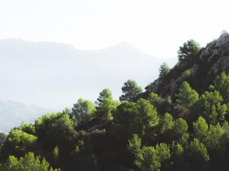 Green Pine Trees Near on Rock Formation