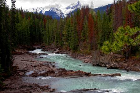 Green Pine Trees Near Rapid River during Daytime