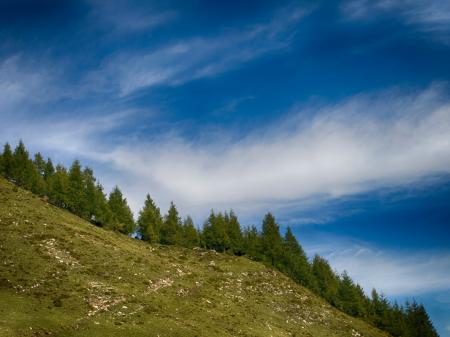 Green Pine Trees Under Clear Blue Sky