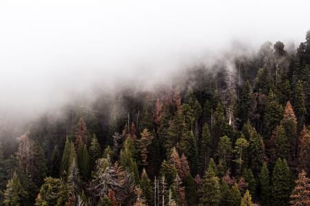 Green Pine Trees With Fog