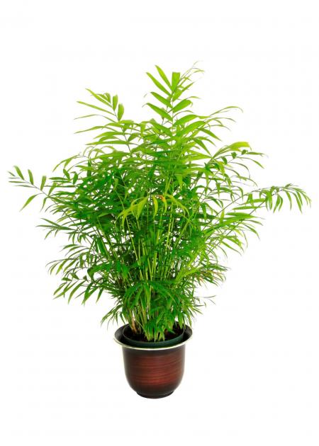 green plant