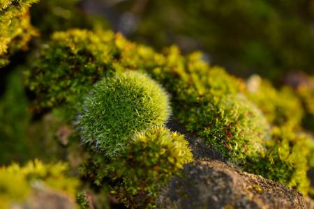 Green Plant