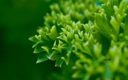 Green Plants Background