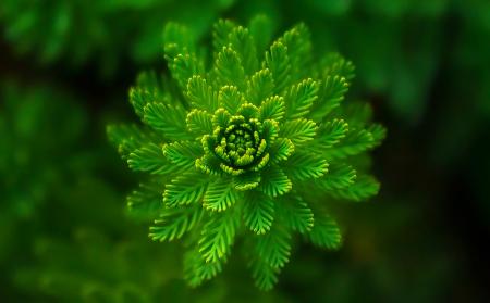 Plant closeup