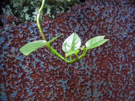 Green plant against rusted surface