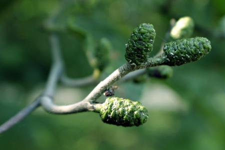 Green plant closeup