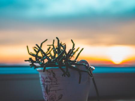 Green Plant in White Plant Photography