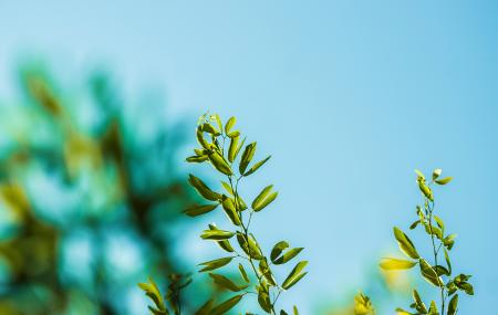 Green Plant Leaves and Blur Sky