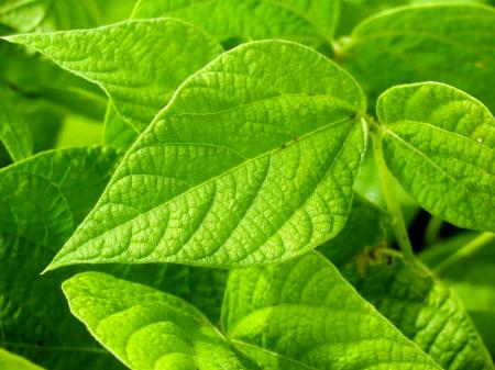 Green Plant Leaves