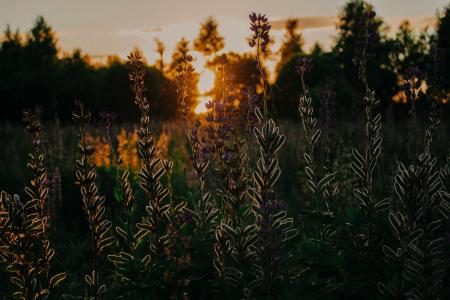 Green Plant Under Golden Hour