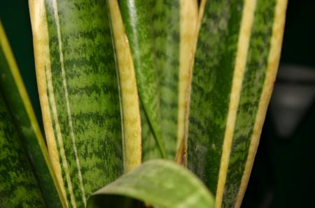 Green Plants