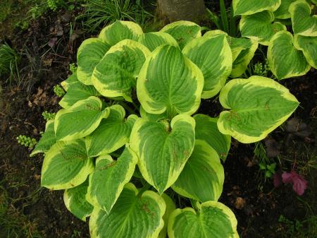 Green Plants