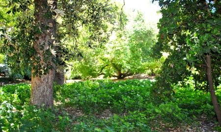 Green Plants