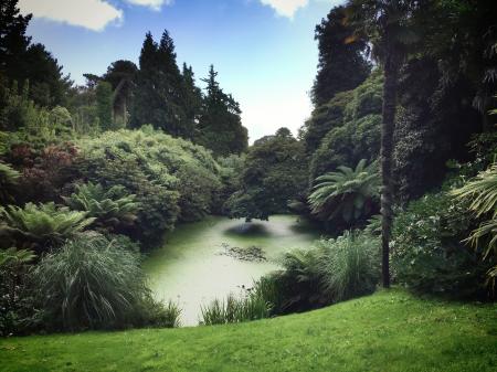 Green Plants and Trees