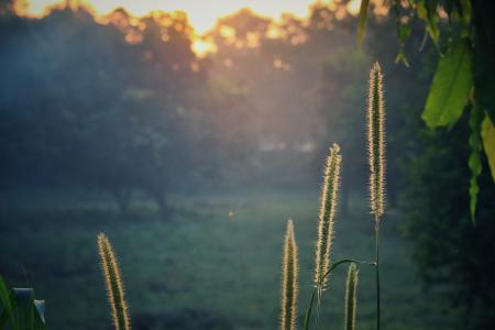 Green Plants during Sunrise