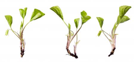 Green Plants with Roots