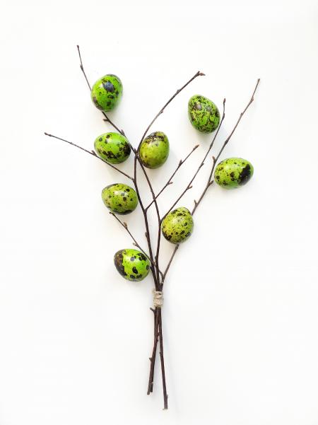 Green Quail Eggs on Tree Branch
