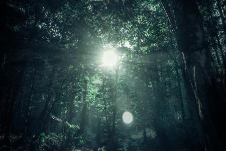 Green Rainforest Under Sunny Day