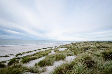 Green Reed on White Sand Shore Beach