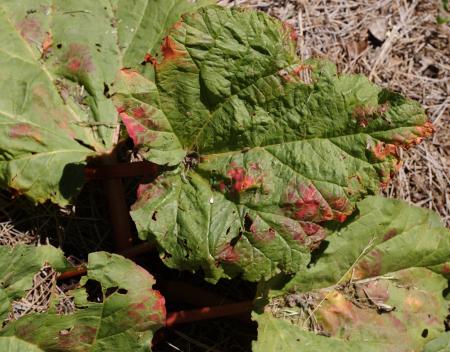 Green Rhubarb Leaf