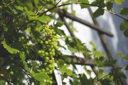 Green Round Fruit