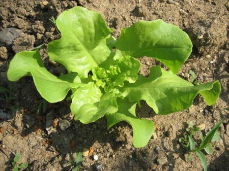 Green salad plant