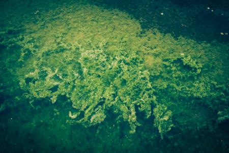 Vivid Green Seaweed