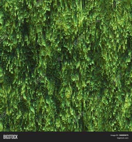 Green Seaweed Texture