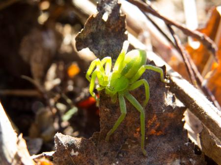 Green spider