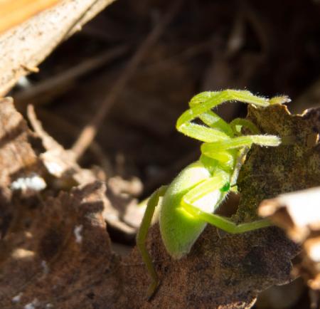 Green spider