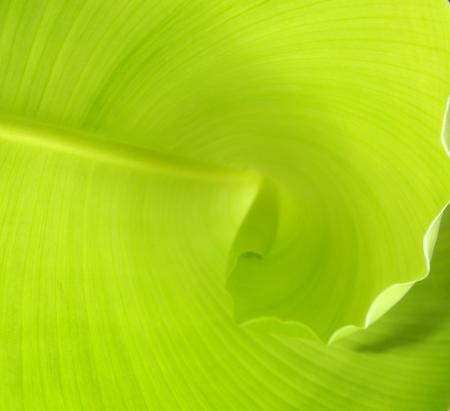 Green Spiral Leaf Background