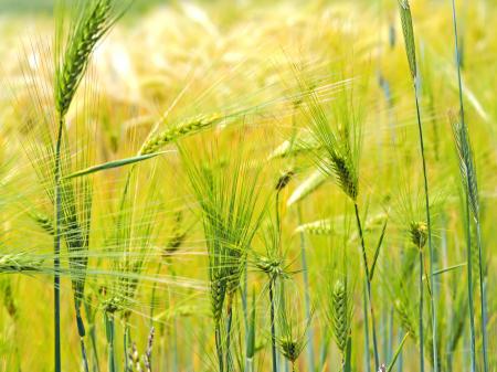 Green Straws in Field